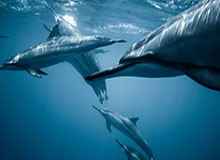 枪声震天博主晒孟菲斯市新闻画面：没人愿意加盟灰熊